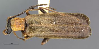 Media type: image;   Entomology 24175 Aspect: habitus dorsal view
